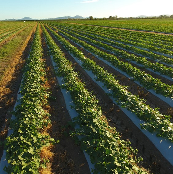 Drip irrigation of crops soil moisture